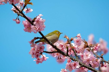 Sat, 2/27/2021 Birding report at Yoyogi Park