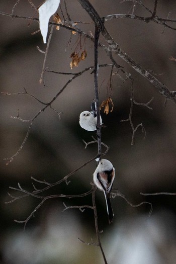 Long-tailed tit(japonicus) 北海道 Fri, 2/26/2021