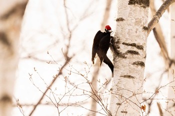 Black Woodpecker 北海道 Fri, 2/26/2021