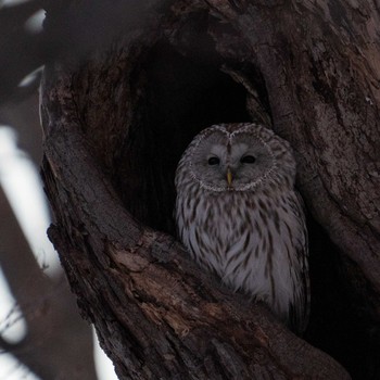 Ural Owl(japonica) 北海道 Fri, 2/26/2021