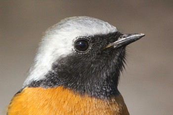 Daurian Redstart 常滑市石瀬池 Mon, 2/8/2021