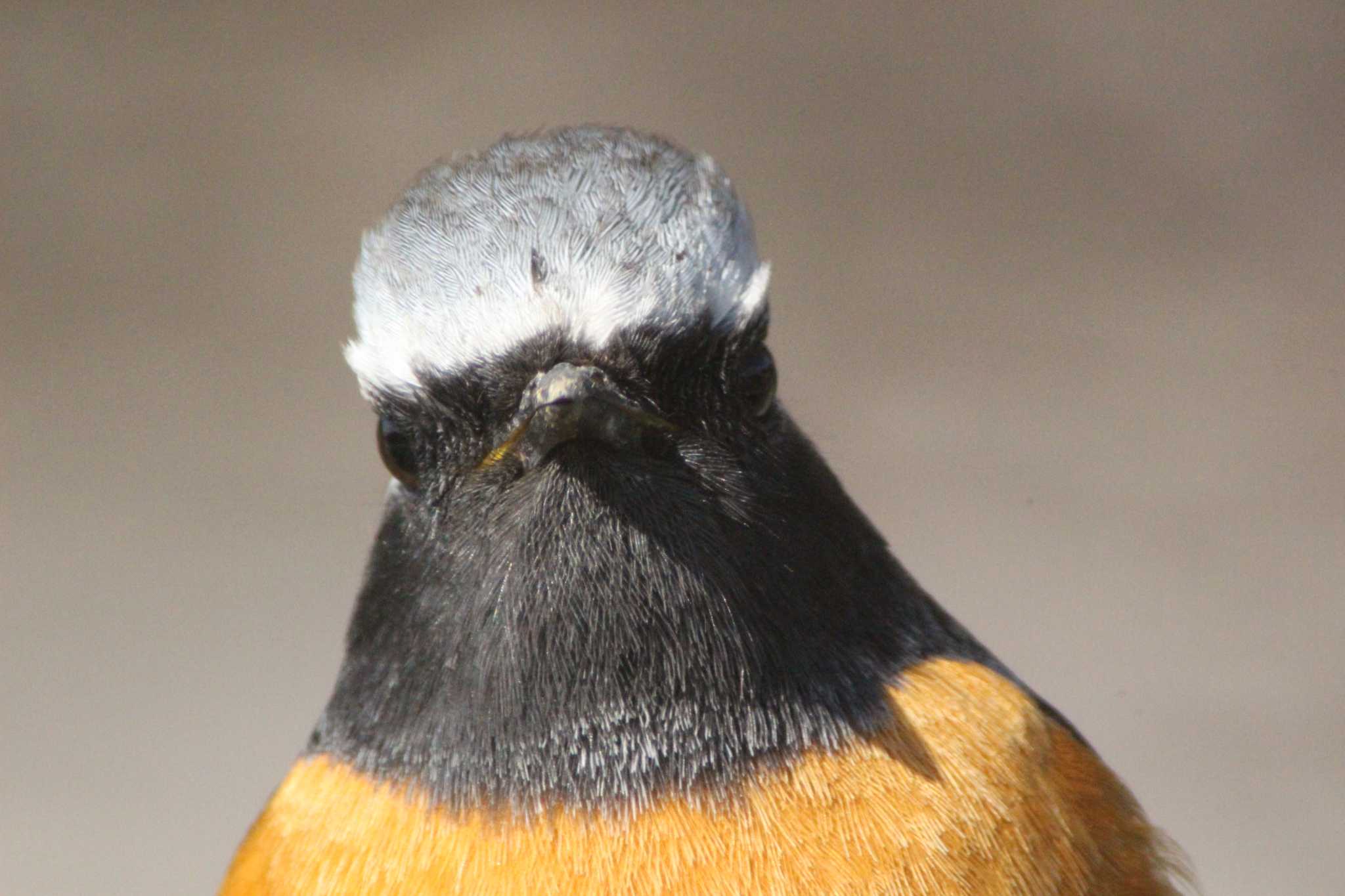 Daurian Redstart