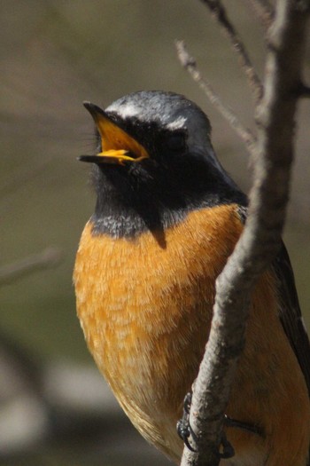 Daurian Redstart 常滑市石瀬池 Mon, 2/8/2021