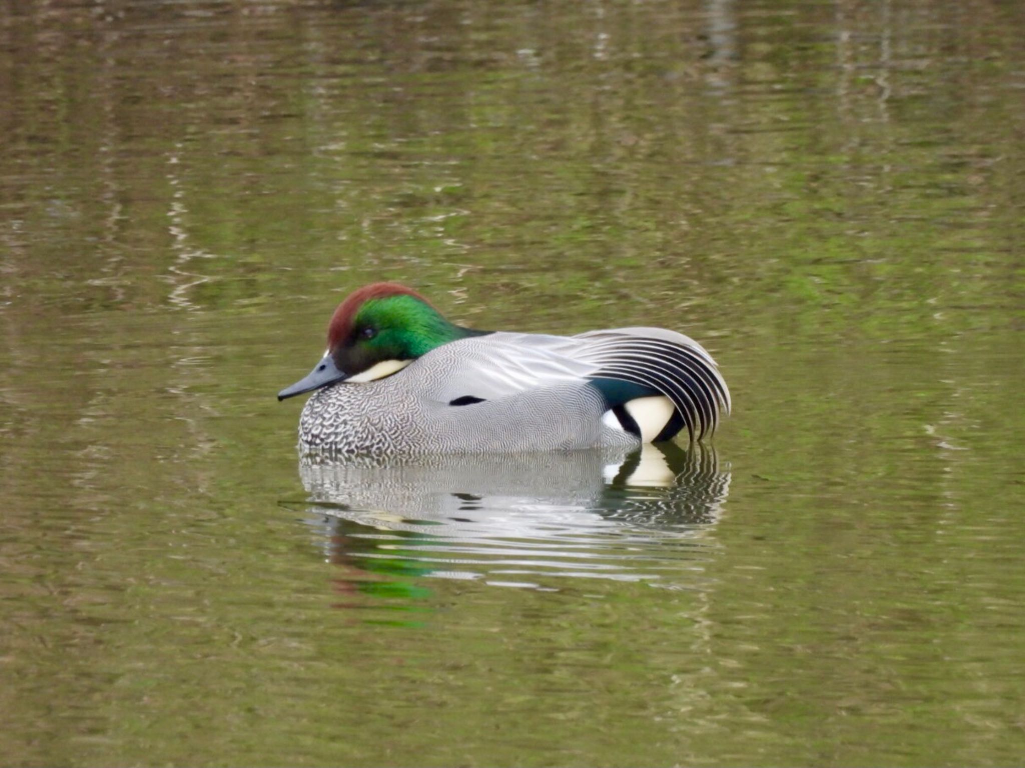 Photo of Falcated Duck at 淀川河川公園 by カモちゃん