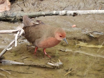 Sun, 2/28/2021 Birding report at 淀川河川公園