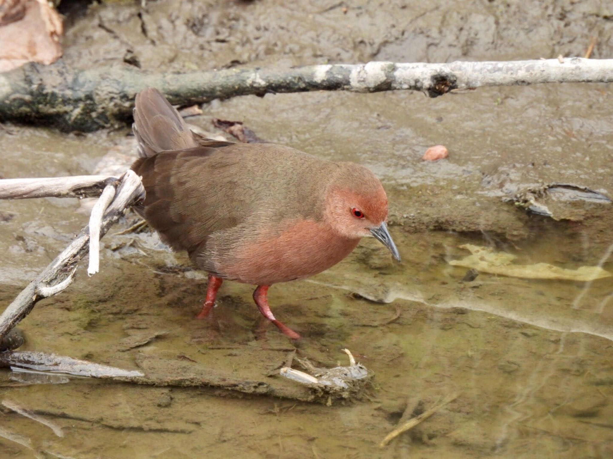 Ruddy-breasted Crake