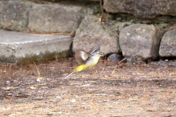 Grey Wagtail Hikarigaoka Park Sat, 2/27/2021