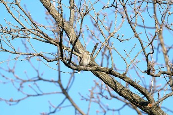 Hawfinch Hikarigaoka Park Sat, 2/27/2021