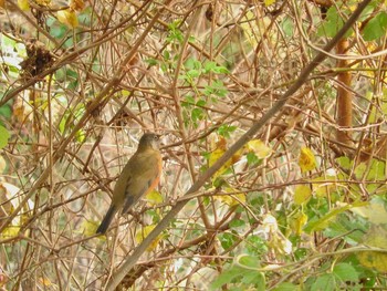 Brown-headed Thrush 岐阜県 Sun, 12/4/2016