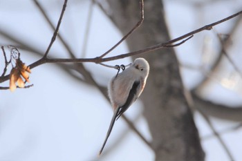 2021年2月28日(日) 真駒内公園の野鳥観察記録