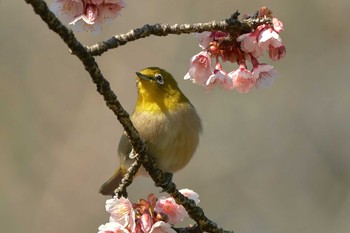 Warbling White-eye Shinjuku Gyoen National Garden Sun, 2/17/2019