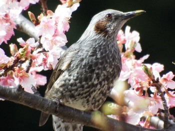 ヒヨドリ 21世紀の森と広場(千葉県松戸市) 2021年3月1日(月)