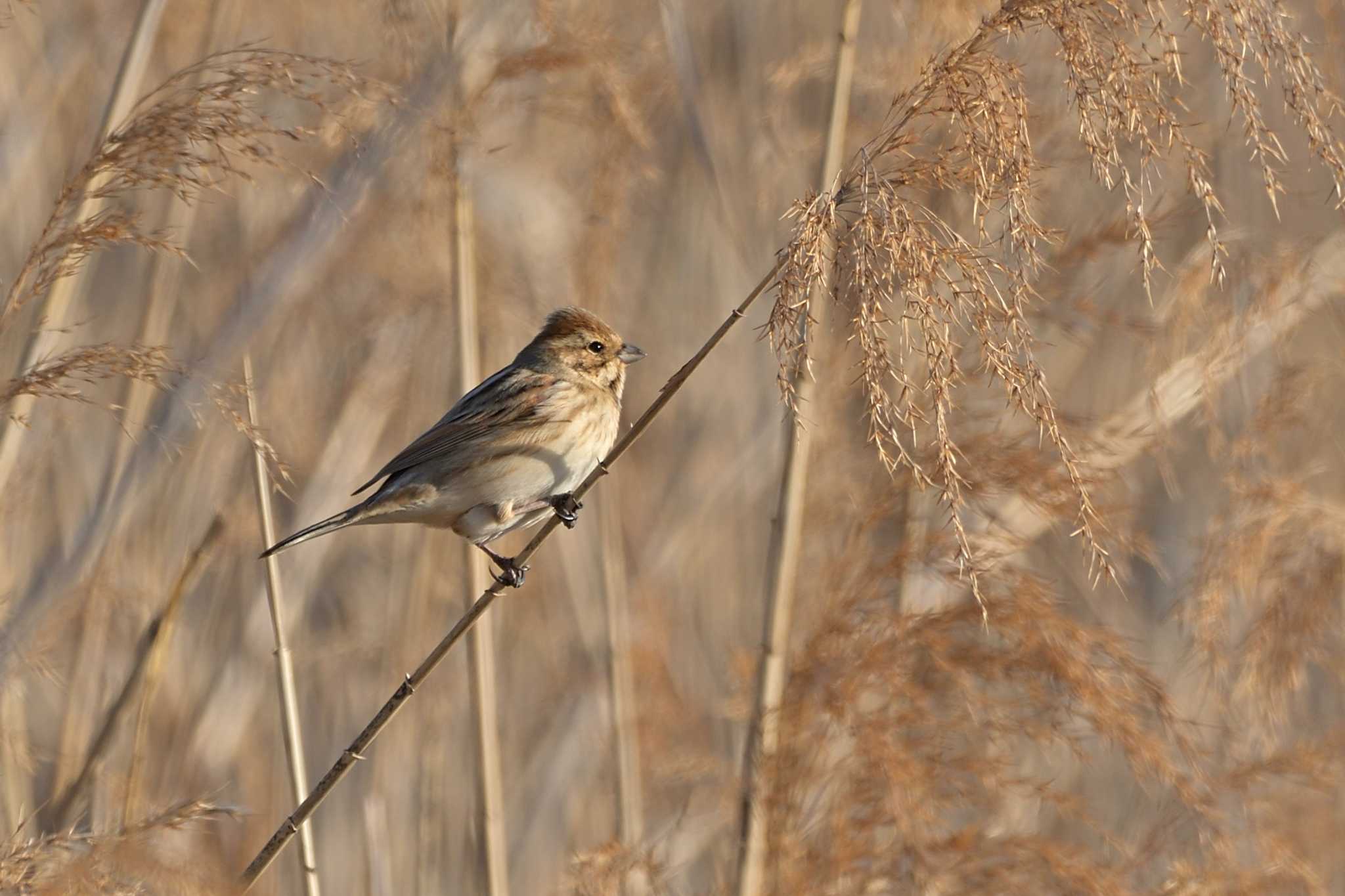 芝川第一調節池(芝川貯水池) オオジュリンの写真 by Tosh@Bird