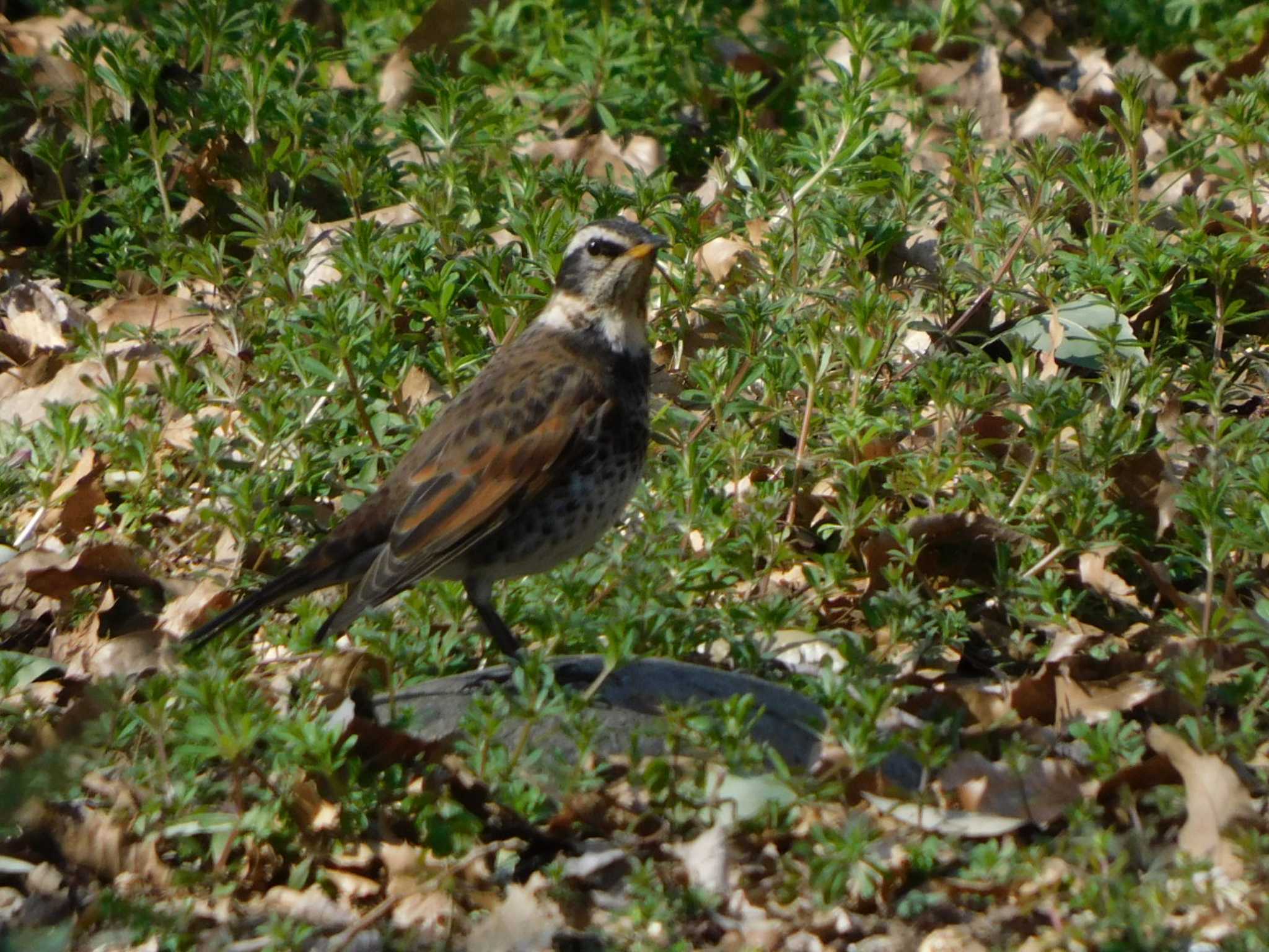 Dusky Thrush