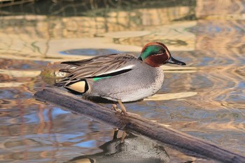 コガモ 馬見丘陵公園 2021年1月19日(火)