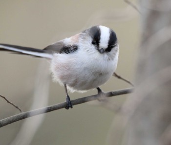 Long-tailed Tit 桜草公園 Mon, 1/23/2017