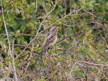 Sun, 2/28/2021 Birding report at 姫路市