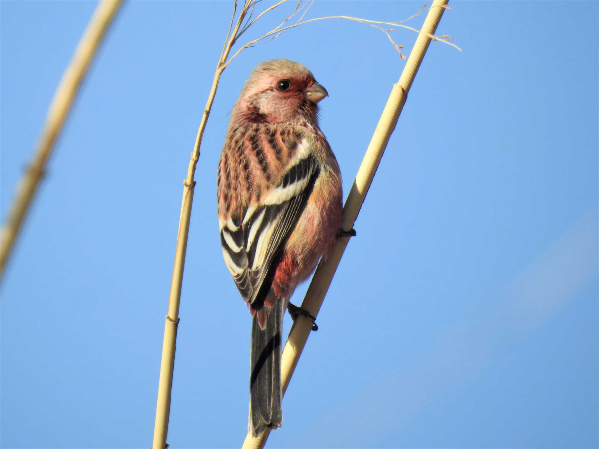 Siberian Long-tailed Rosefinch