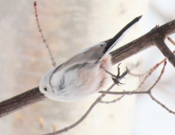 Long-tailed tit(japonicus) Unknown Spots Fri, 2/26/2021