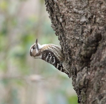 Japanese Pygmy Woodpecker 桜草公園 Mon, 1/23/2017