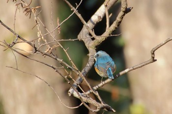 Red-flanked Bluetail 守谷野鳥のみち Sat, 2/27/2021