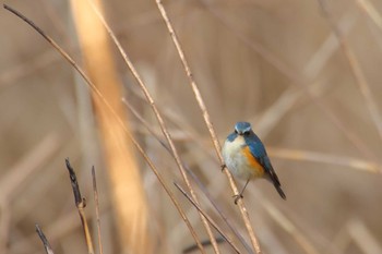 Red-flanked Bluetail 守谷野鳥のみち Sat, 2/27/2021