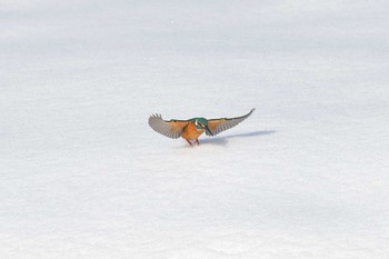 カワセミ 入間川(広瀬橋付近) 2018年1月23日(火)