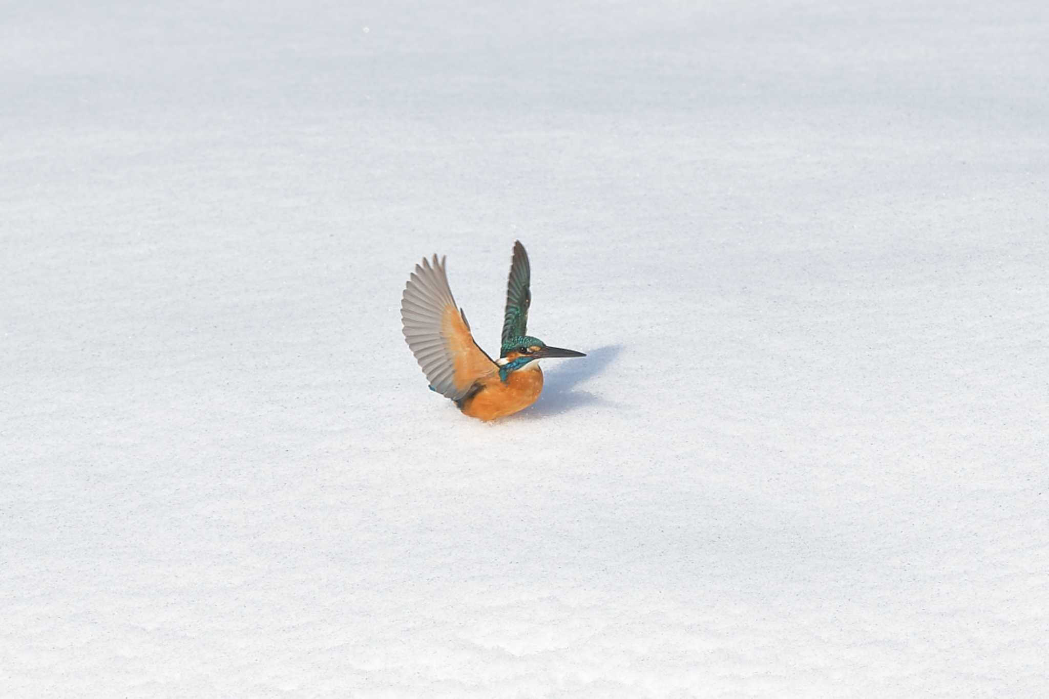 初雪ダイブ