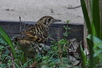 2021年2月28日(日) 神奈川県の野鳥観察記録