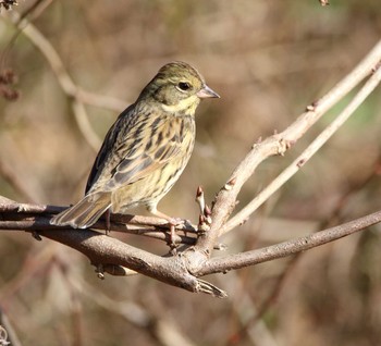 Masked Bunting 秋ヶ瀬公園(ピクニックの森) Mon, 1/23/2017