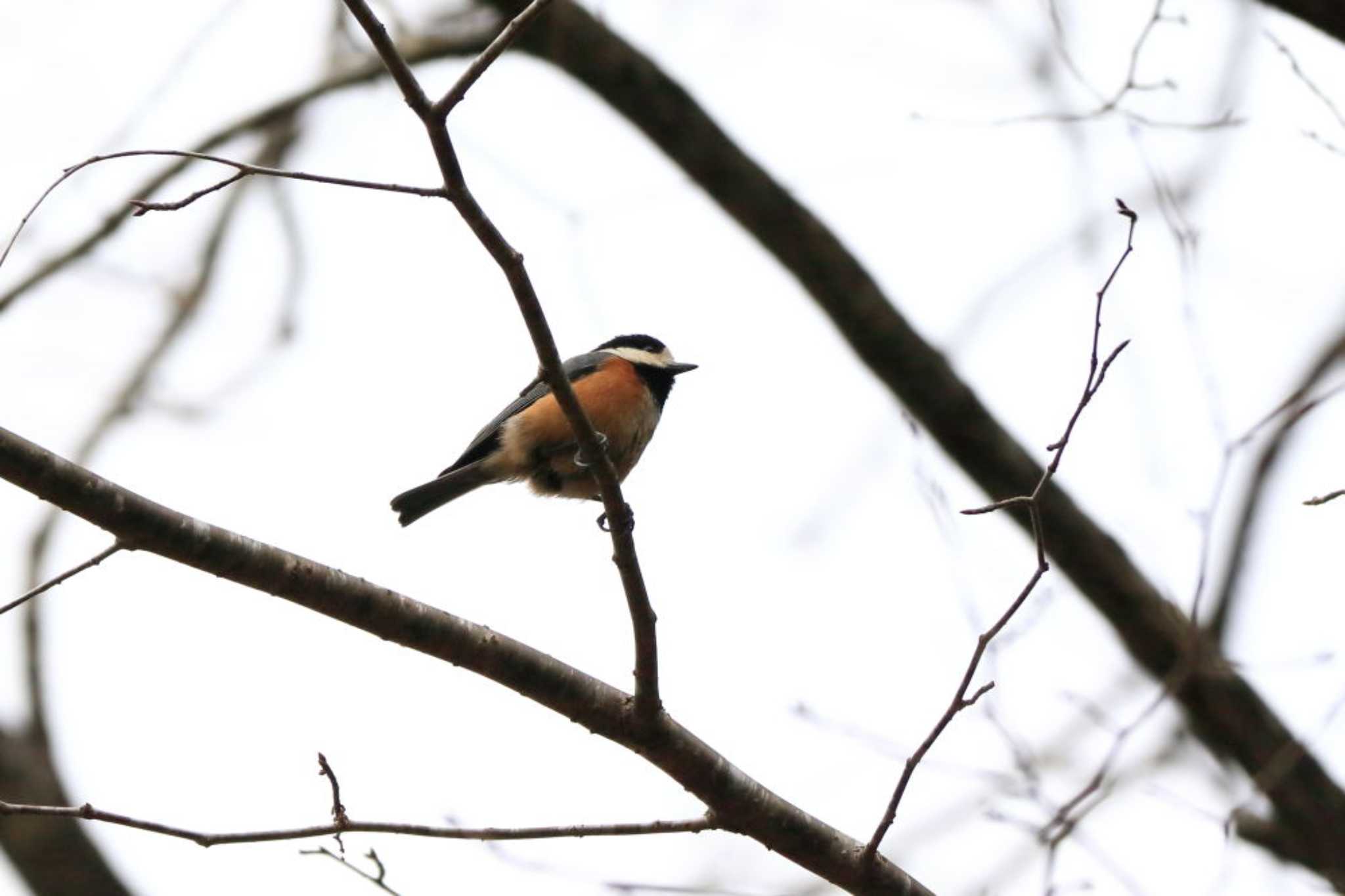 Varied Tit