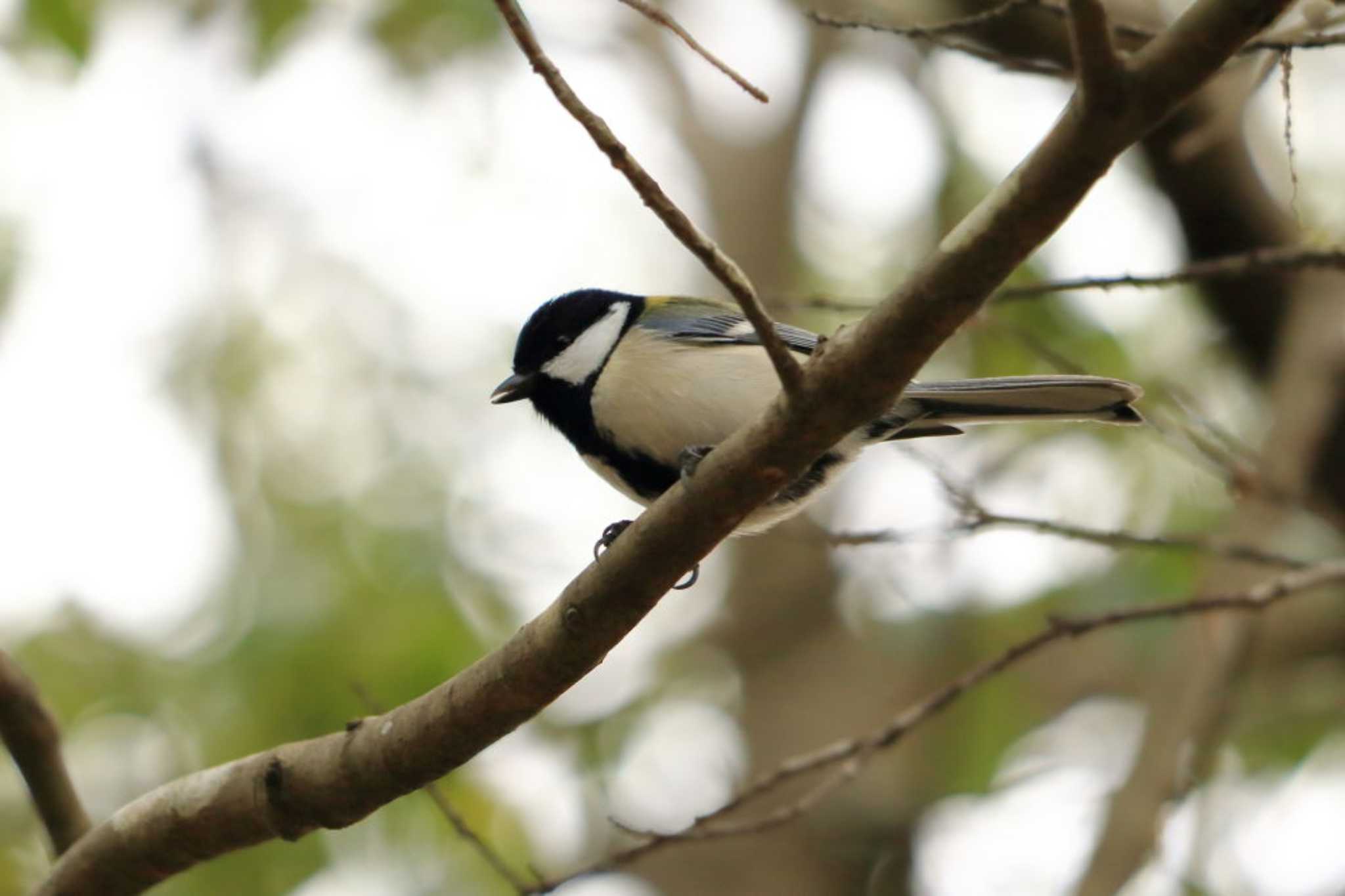 Photo of Japanese Tit at Arima Fuji Park by いわな