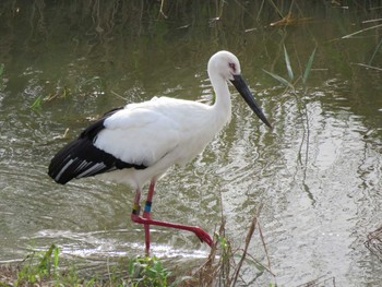 コウノトリ 渡良瀬遊水地 2019年10月26日(土)