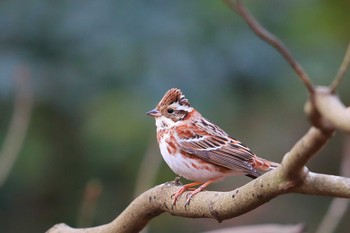 Rustic Bunting Unknown Spots Sat, 2/27/2021