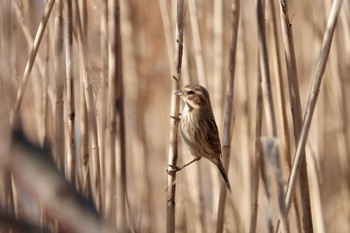 2021年2月20日(土) 多摩川の野鳥観察記録