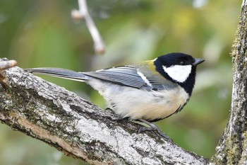 シジュウカラ 大阪城公園 2021年3月1日(月)