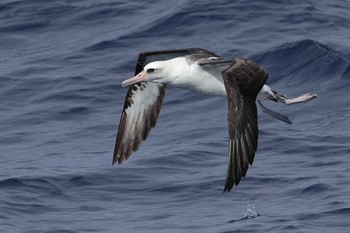 コアホウドリ 小笠原航路 2021年3月1日(月)