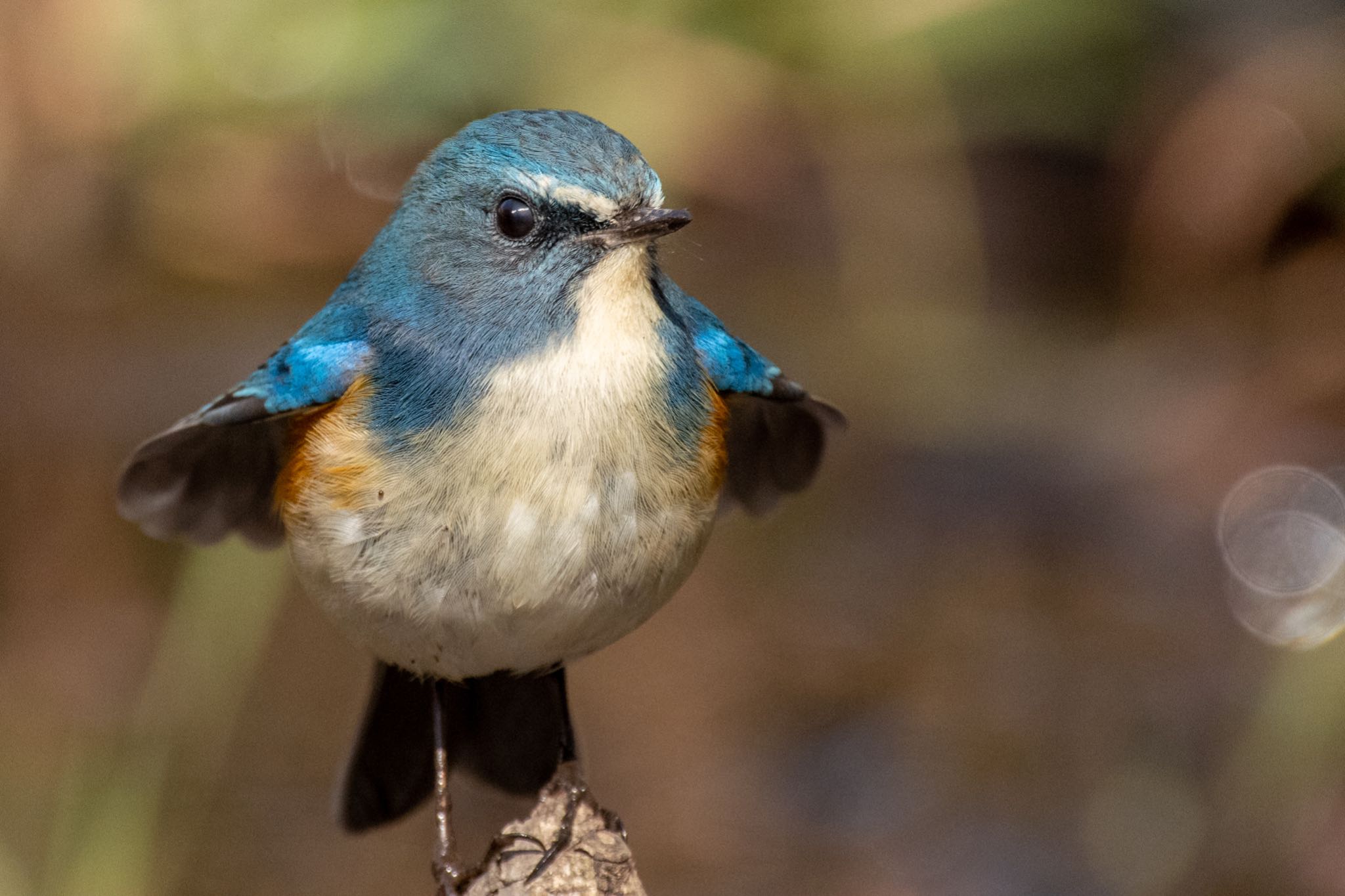 Red-flanked Bluetail