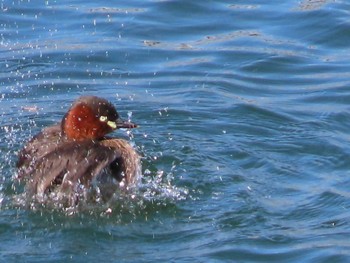 Little Grebe 岡山旭川 Mon, 3/1/2021