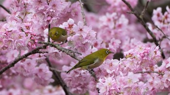 メジロ 福智山ろく花公園 2021年2月28日(日)