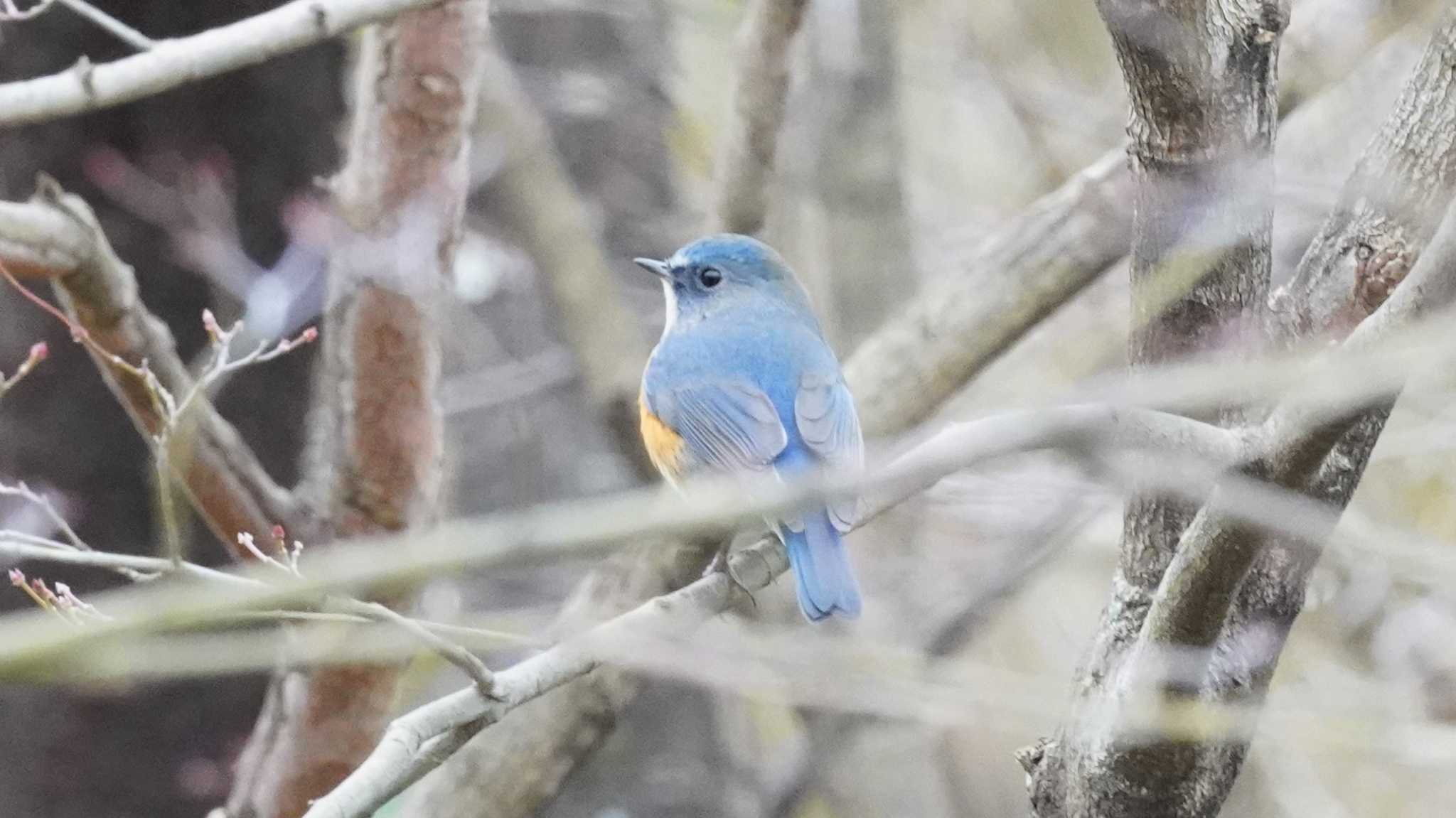 福智山ろく花公園 ルリビタキの写真 by 井上弘幸