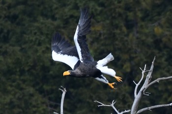 オオワシ 滋賀県湖北 2017年1月22日(日)