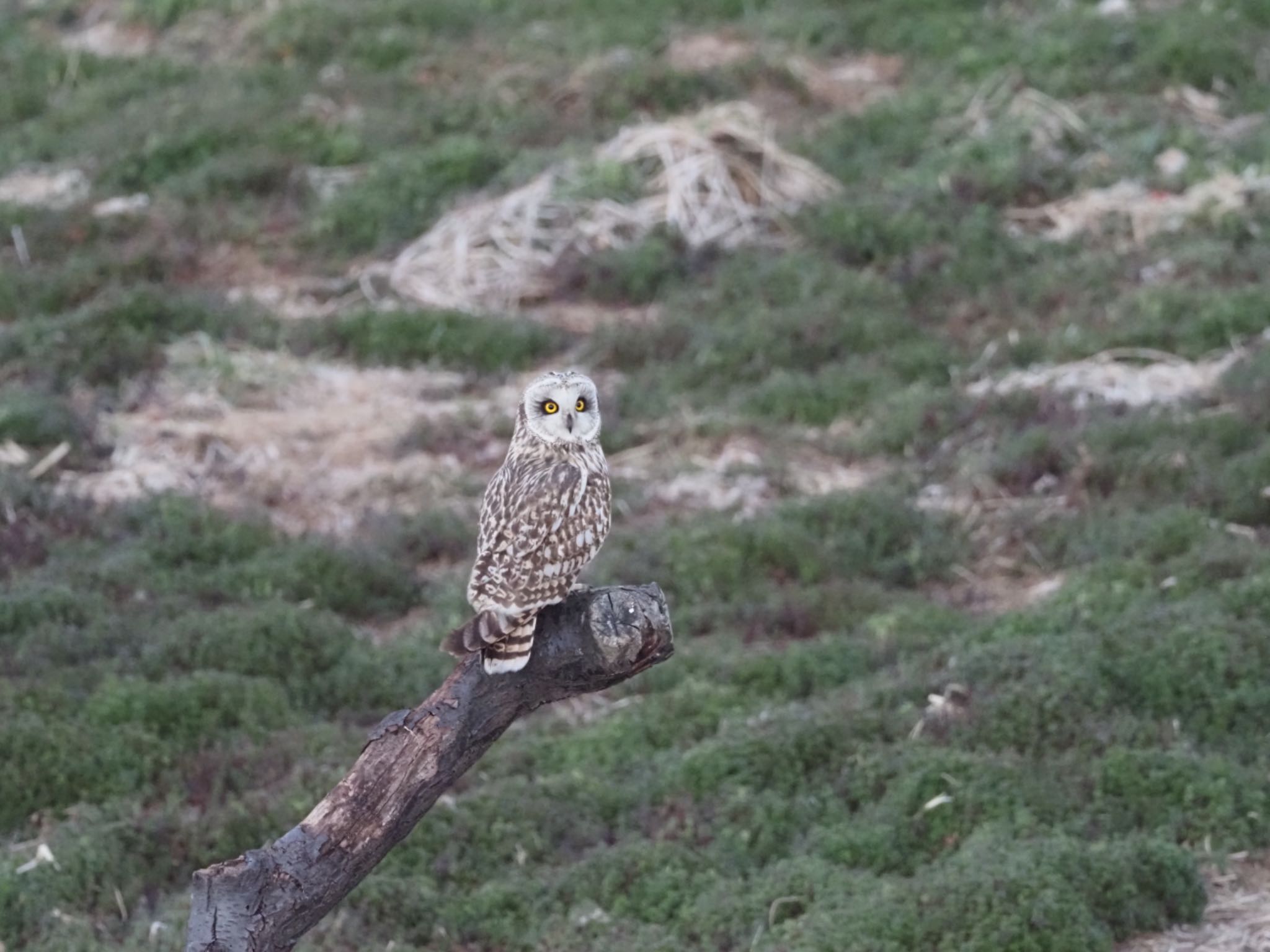 埼玉県 コミミズクの写真 by 孝一