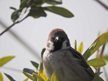 Eurasian Tree Sparrow 狭山湖 Mon, 3/1/2021