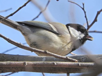 Japanese Tit 狭山湖 Mon, 3/1/2021