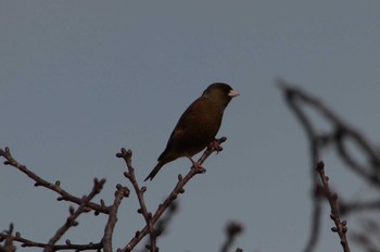 2021年3月1日(月) 守谷城址の野鳥観察記録