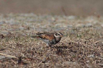 2021年3月1日(月) 西谷田川上流の野鳥観察記録