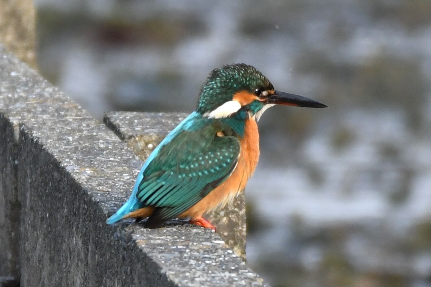 滋賀県湖北 カワセミの写真