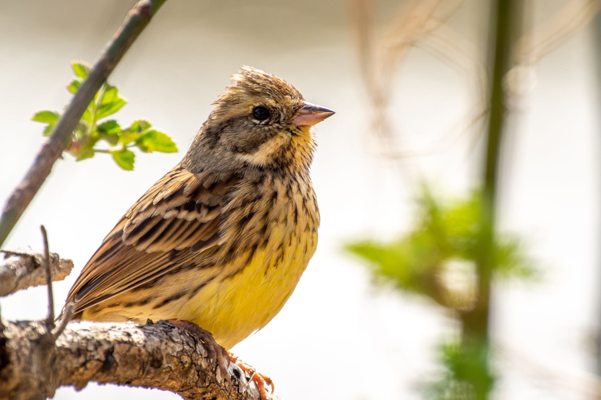 Masked Bunting