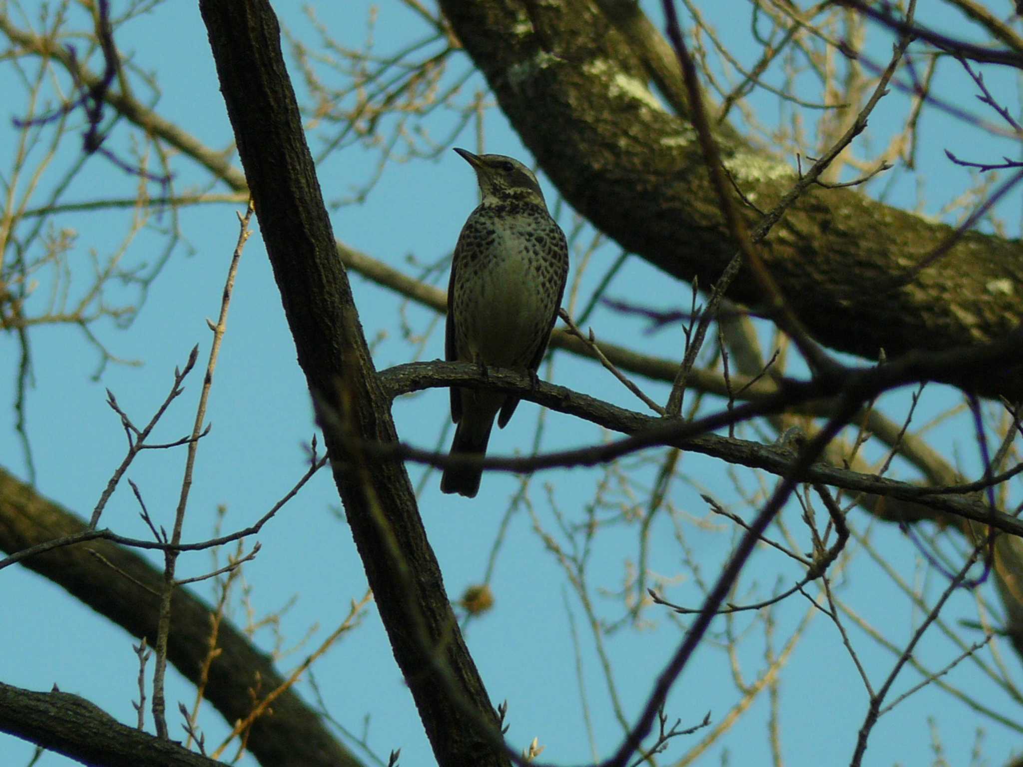 Dusky Thrush